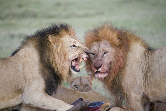 Lion bad boys.preview.jpg image