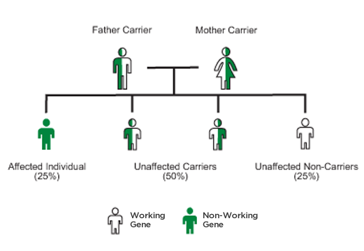Autosomal-recessive-inheritance